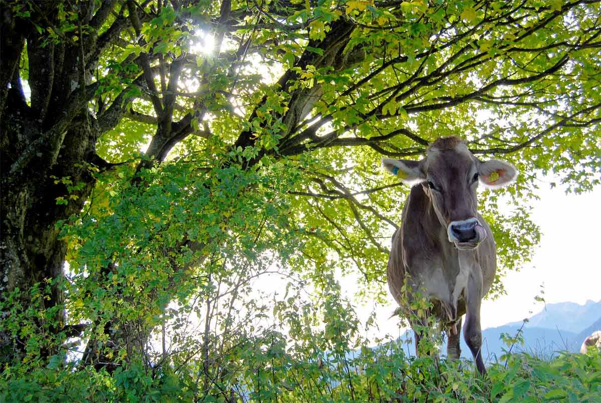 Wunderschöne Natur im Allgäu