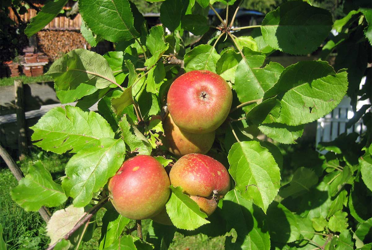Probieren Sie frische Früchte direkt vom Baum.