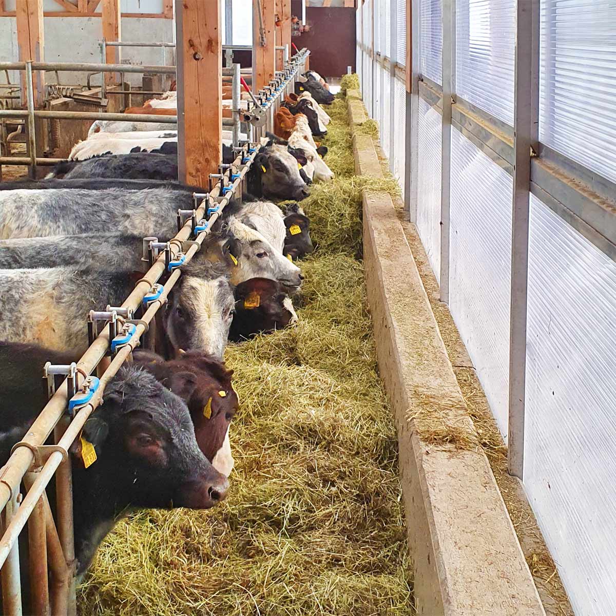 Direktvermarktung, Fersenfleisch, Gsolhof in Rettenberg