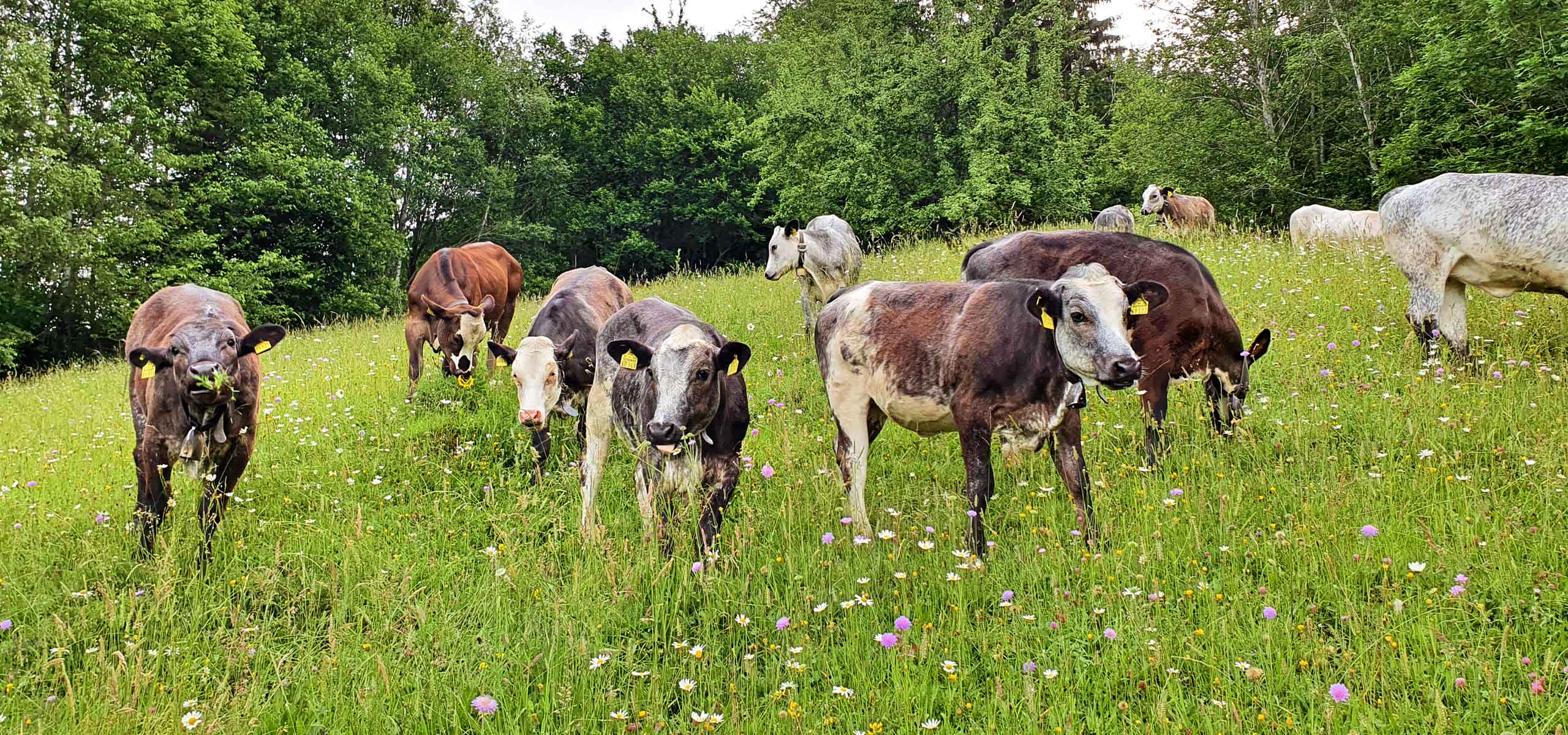 Gsolhof, Direktvermaktung |Färsenfleisch aus eigener Erzeugung