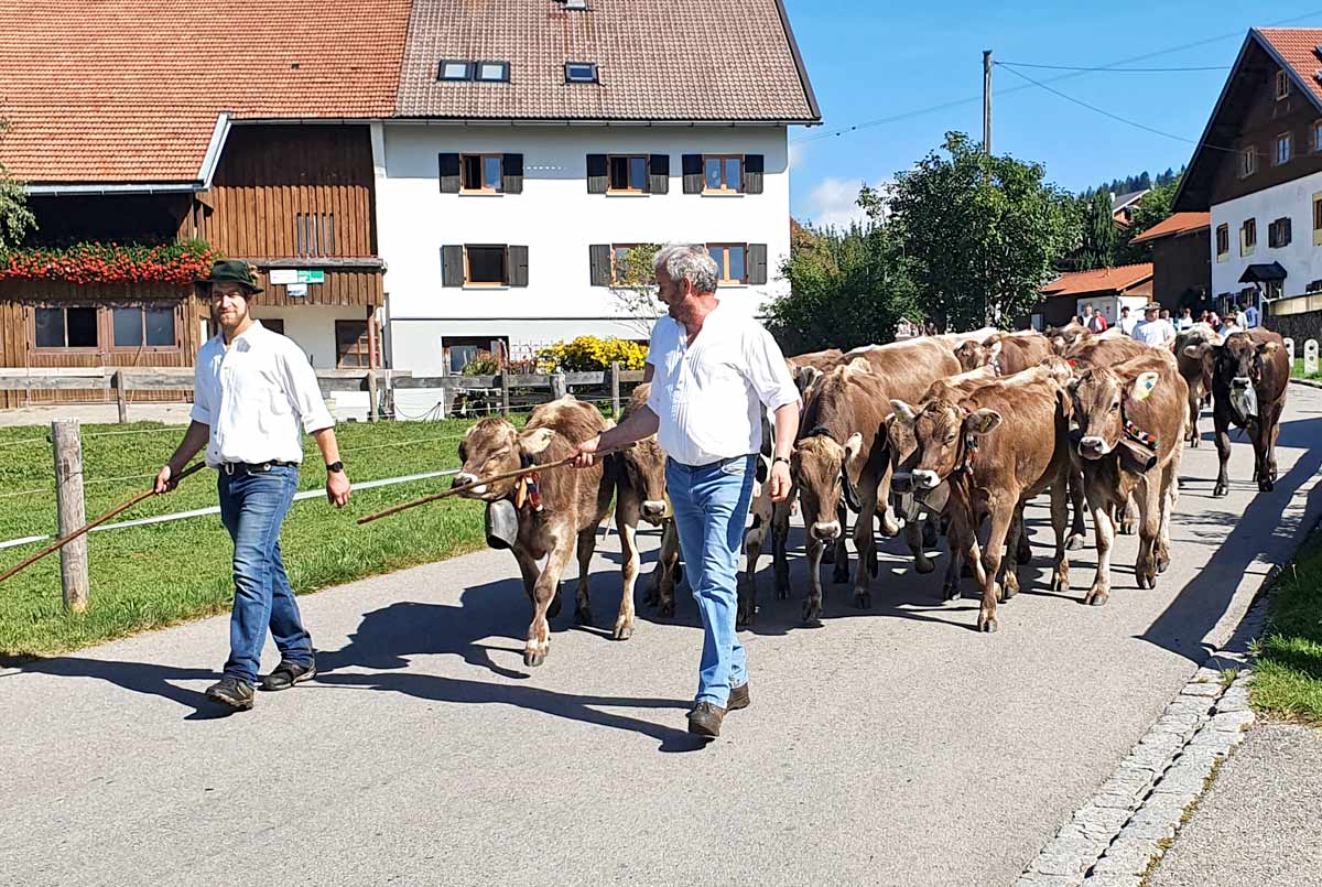 Almabtrieb Alpe Kalkhöf