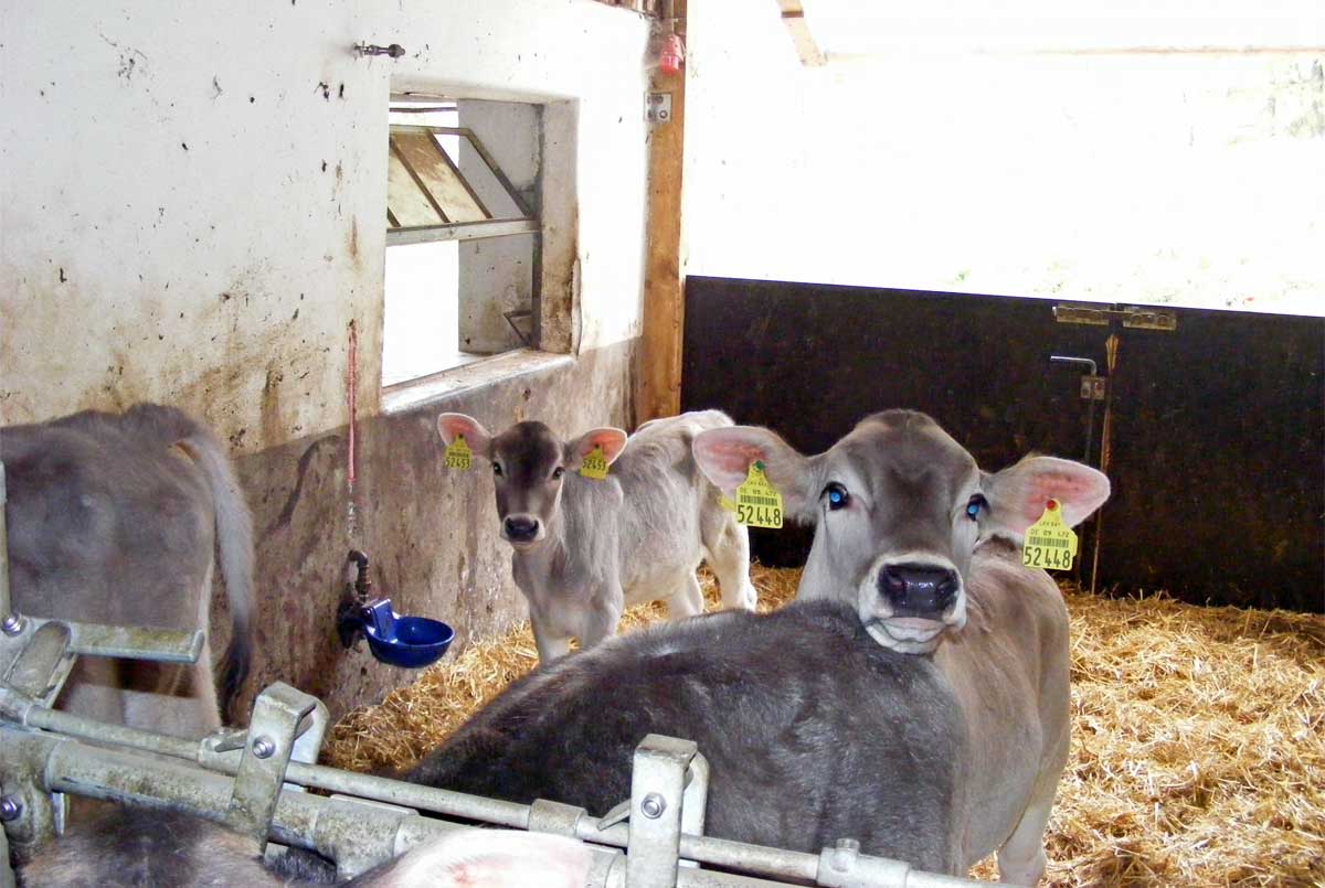 Unsere Kälbchen