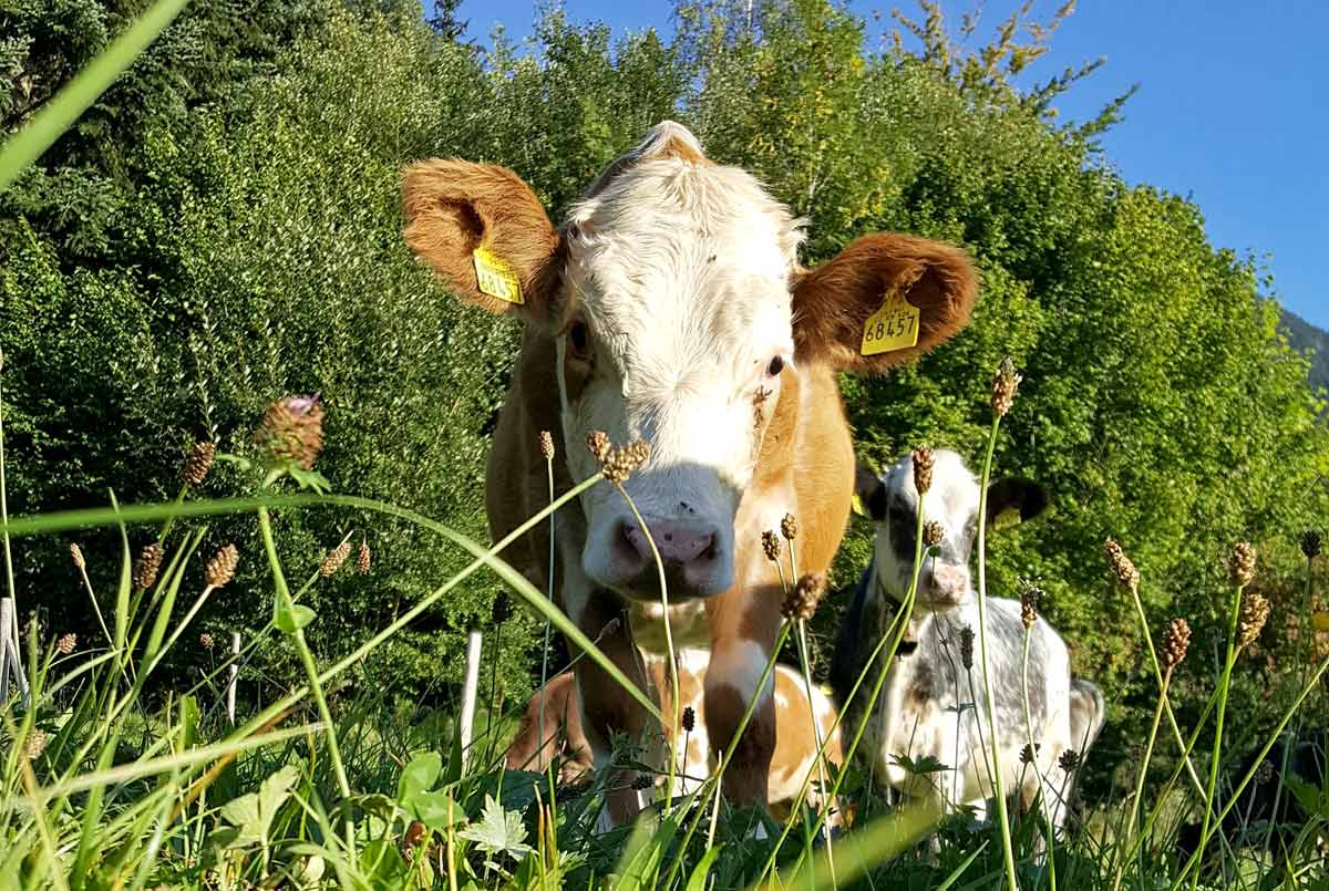 Rinder im Gras beim Wandern