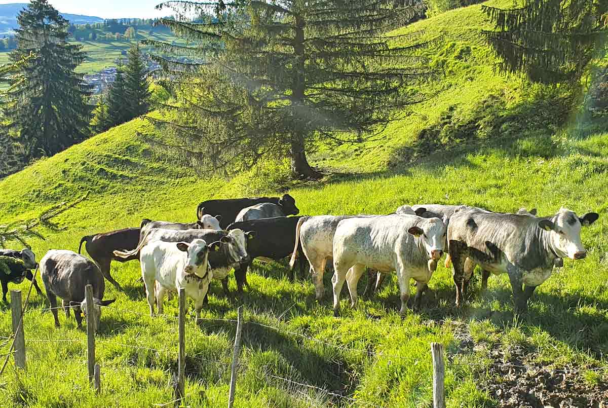 Urlaub auf dem Gsolhof