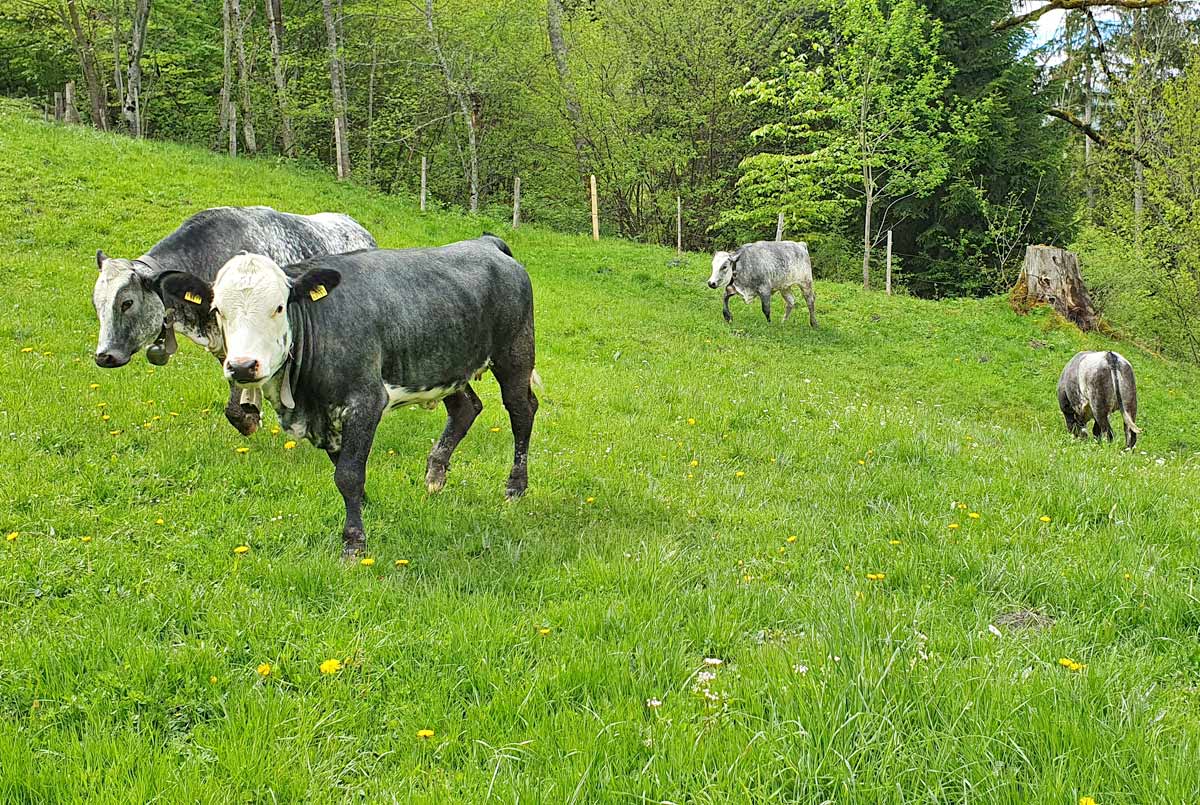 Unsere Tiere auf der Weide
