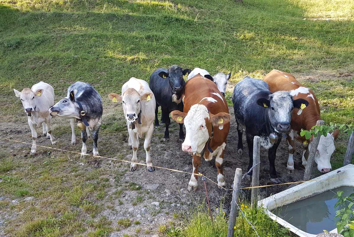 Unsere Tiere auf der Weide
