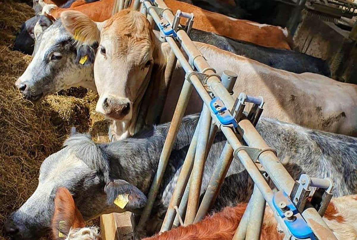 Unsere Tiere im Stall