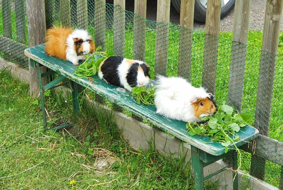 Unsere Meerschweinchen
