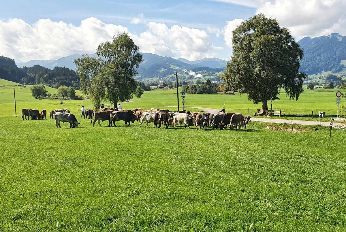 Viehscheid Alpe Kalkhöf im Allgäu